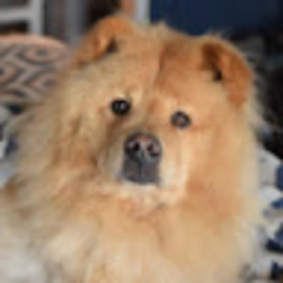 Meet your Posher, Brandy - Picture 1 of 1